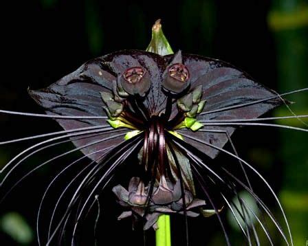 L ORCHIDEE NOIRE